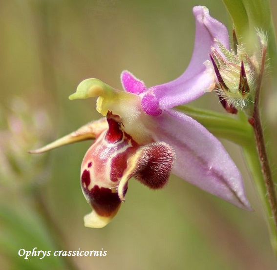 Orchidee dell''Epiro e del Peloponneso